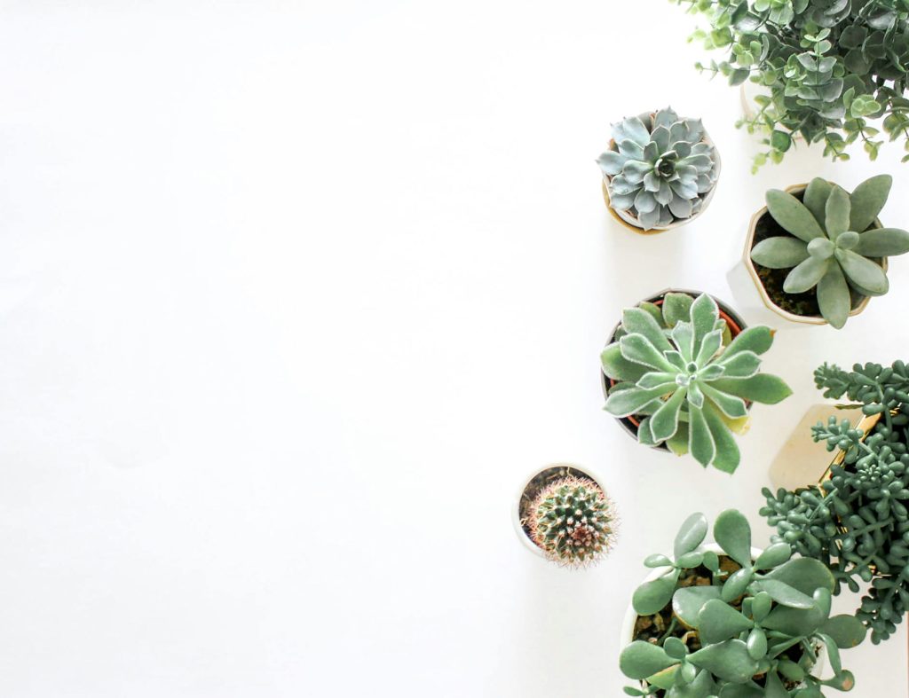 A top-down view showcasing a variety of succulent plants arranged on a white background.
